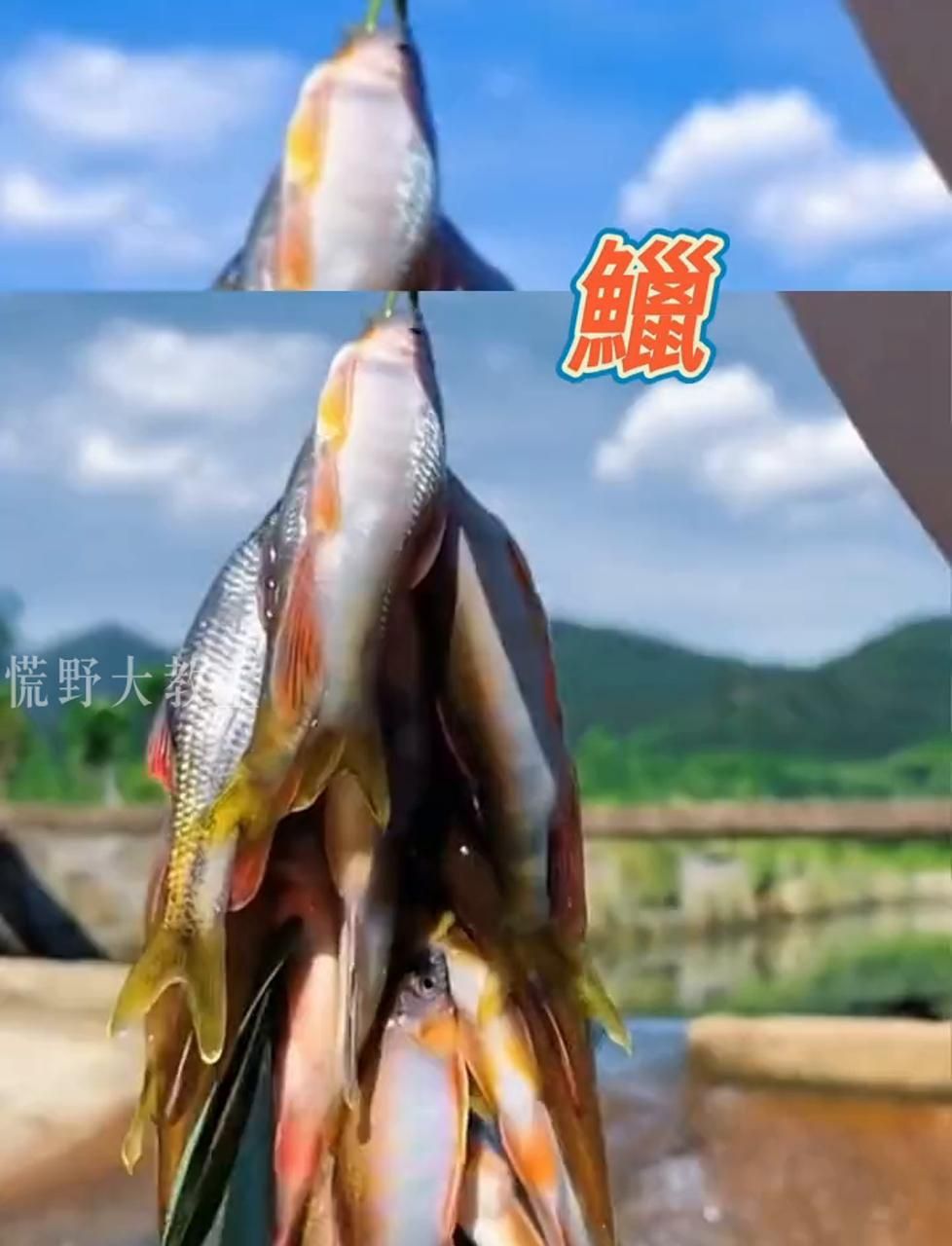 鱲的品種分類