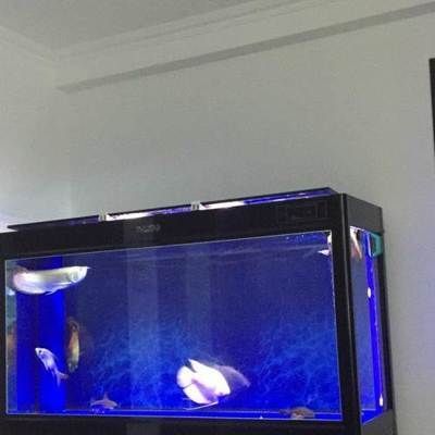 50的缸養龍魚：50厘米寬的魚缸可以養龍魚嗎，養龍魚需要注意什么 50的缸養龍魚：50厘米寬的魚缸可以養龍魚嗎，養龍魚需要注意什么 龍魚百科 第2張