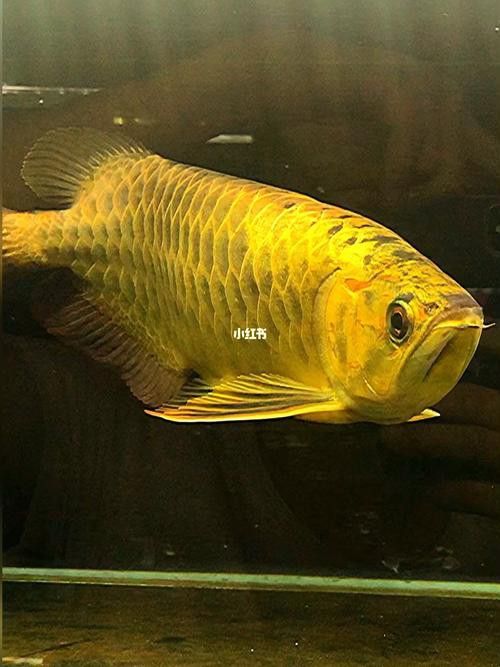 有沒有不同角度的金龍魚高清圖片？ 有沒有不同角度的金龍魚高清圖片？ 龍魚百科 第18張