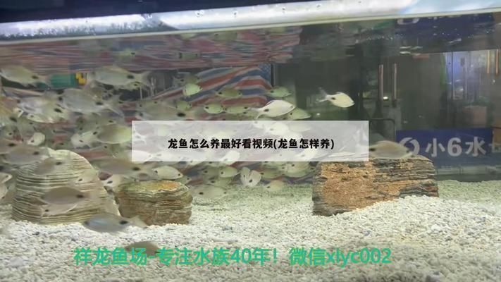 龍魚怎么養最好看：養龍魚需要從多方面著手，從多方面著手，幫助您養出好看的龍魚