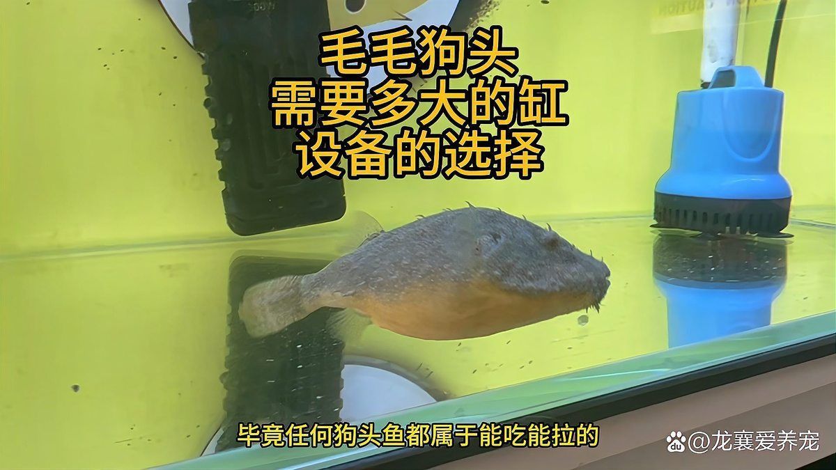 毛毛狗頭魚最建議買的顏色