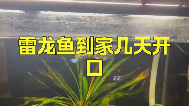 雷龍魚趴缸怎么回事