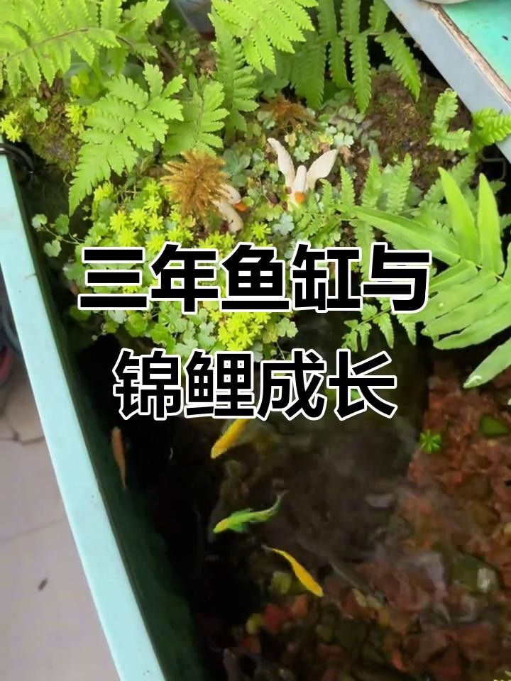 紅龍魚怎么上色快一點（紅龍魚吃什么上色快紅龍魚怎么養(yǎng)發(fā)紅心得）