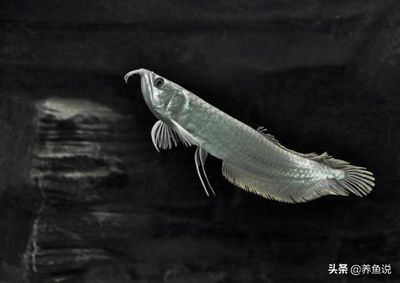 大銀龍魚價格多少錢一只，大銀龍魚價格因地區、大小、健康狀況等因素有所不同