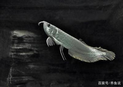 大銀龍魚價格多少錢一只，大銀龍魚價格因地區、大小、健康狀況等因素有所不同
