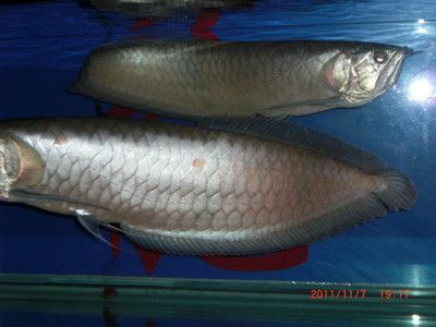大銀龍魚價格多少錢一只，大銀龍魚價格因地區、大小、健康狀況等因素有所不同