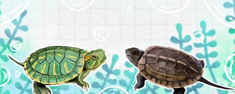 10元的小烏龜能養(yǎng)活嗎 10元的小烏龜能養(yǎng)活嗎 龍魚(yú)百科
