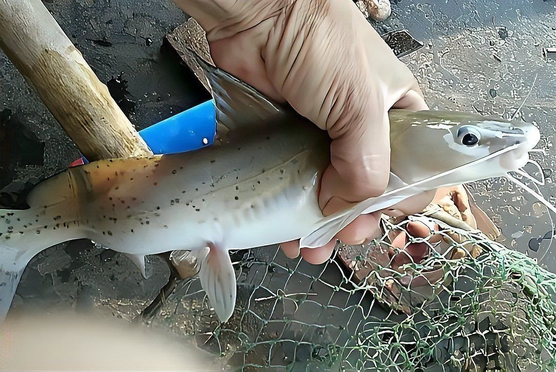 金鯽魚為何被國家禁止