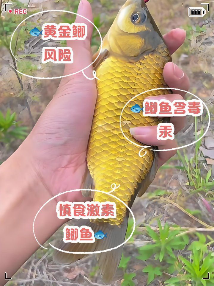 金鯽魚為何被國家禁止
