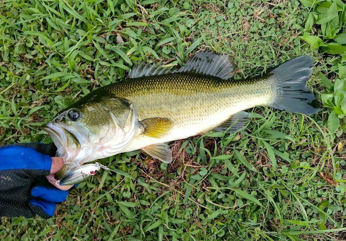 金鯽魚為何被國家禁止