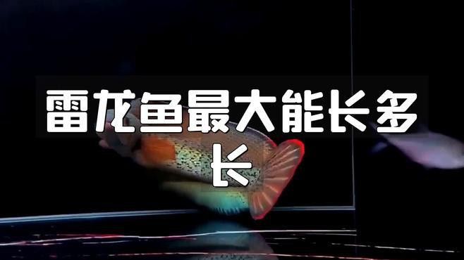 彩虹雷龍魚生長速度