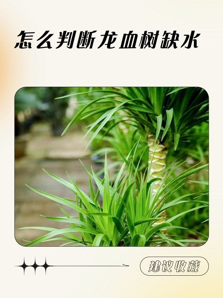 如何判斷小火龍是否缺水？