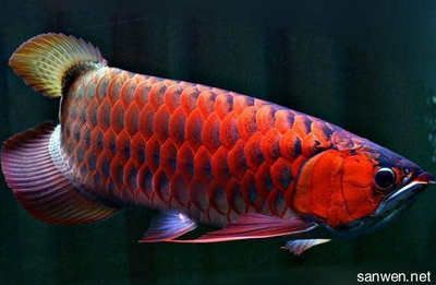 紅龍魚的介紹詞語怎么說：紅龍魚介紹詞語怎么說 紅龍魚的介紹詞語怎么說：紅龍魚介紹詞語怎么說 龍魚百科 第2張