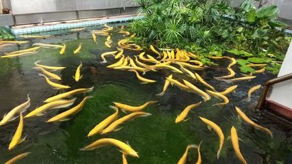 紅龍魚生長速度圖解（關于紅龍魚生長速度的詳細信息）