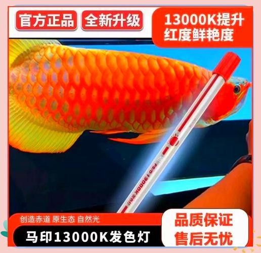 龍魚用什么燈光比較好養(yǎng)