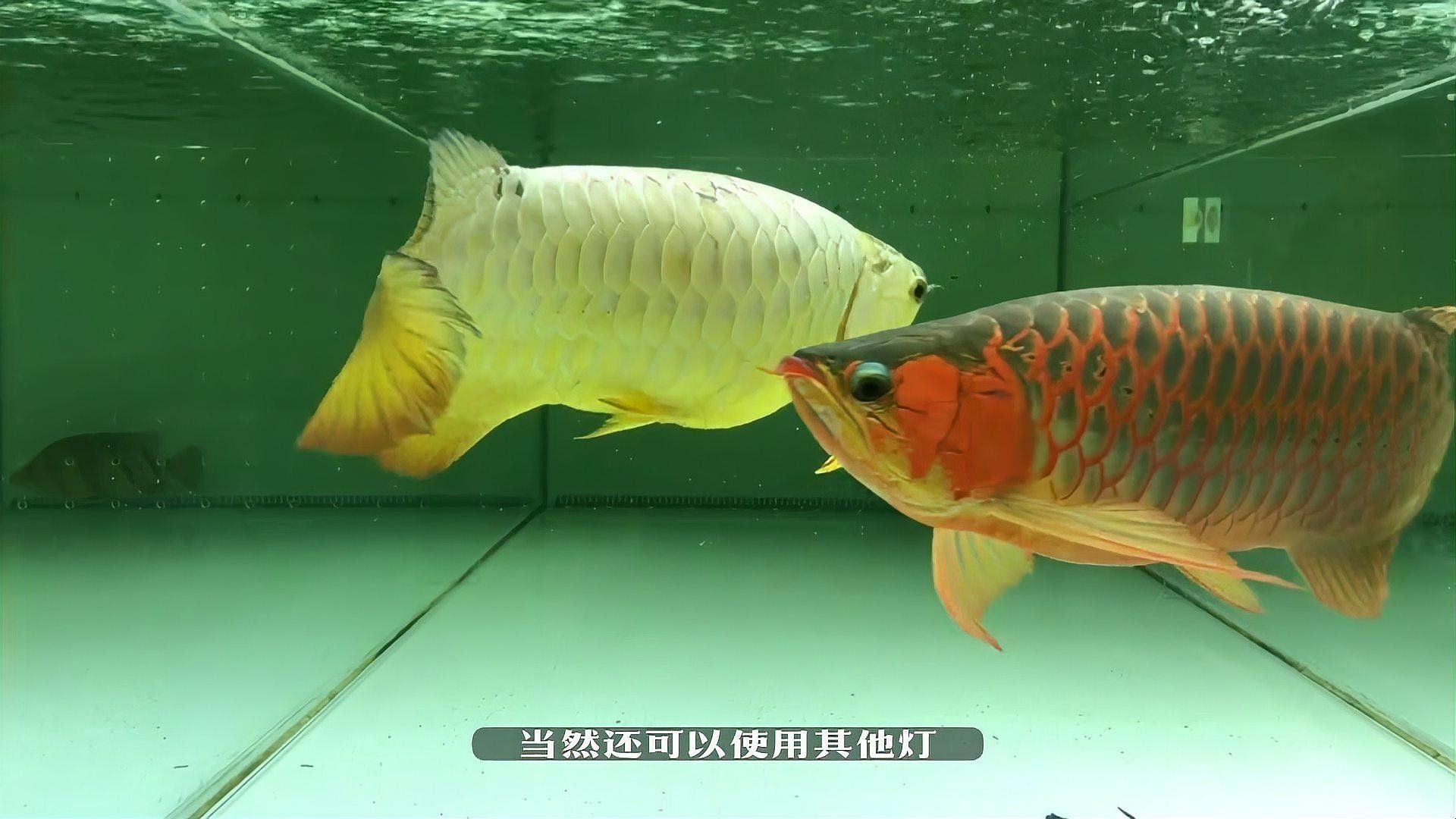 龍魚用什么燈光比較好養