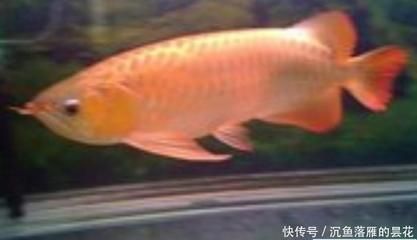 金龍魚難養嗎？金龍魚飼養注意事項：金龍魚是否難養，主要取決于飼養者的經驗和經驗和需求