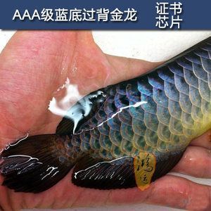 金龍魚芯片證書是什么樣的：如何辨別金龍魚芯片真偽