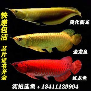 金龍魚芯片證書是什么樣的：如何辨別金龍魚芯片真偽