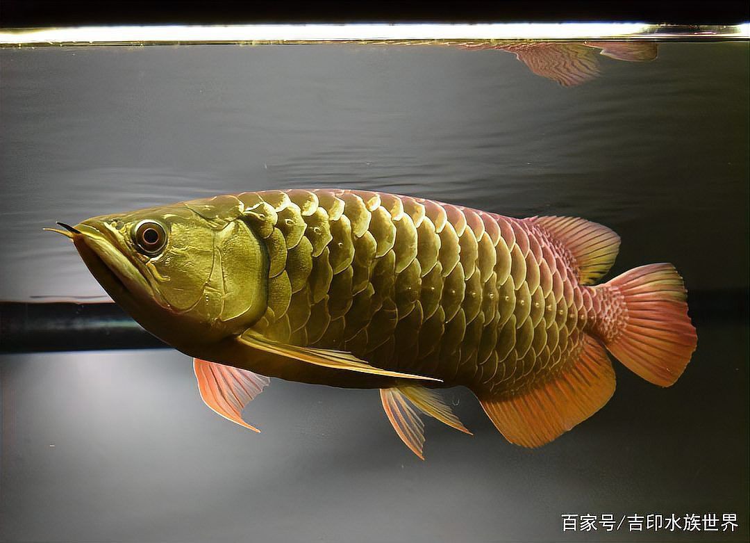 金龍魚底色淺怎么回事