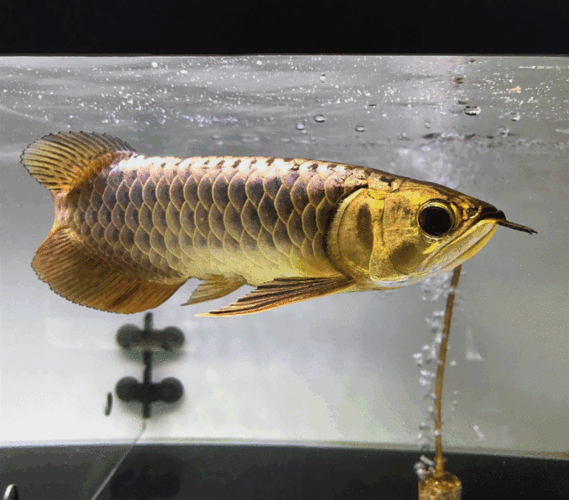 金龍魚動態壁紙有哪些高清資源？