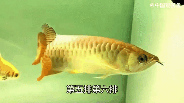 金龍魚動態壁紙有哪些高清資源？