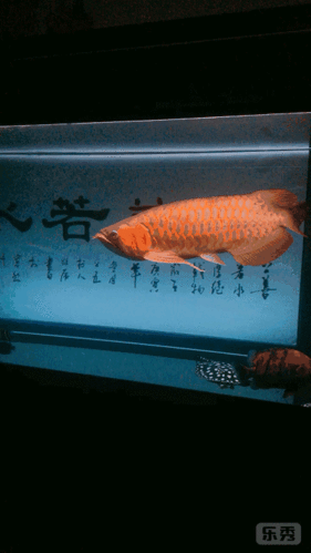 金龍魚動態壁紙有哪些高清資源？