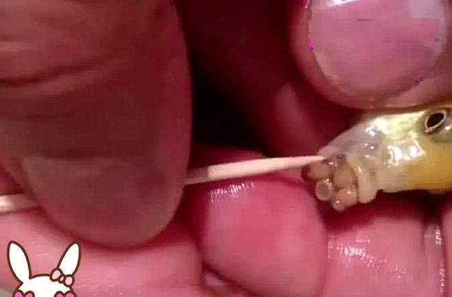 金龍魚吃異物怎么治療:金龍魚吃異物怎么辦 龍魚百科 第2張 金龍魚吃異物怎么治療:金龍魚吃異物怎么辦 金龍魚吃異物怎么治療:金龍魚吃異物怎么辦 龍魚百科 第2張
