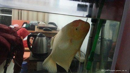 龍魚缸溫度太低導(dǎo)致魚翻肚子了：龍魚缸溫度太低導(dǎo)致魚翻肚子了，
