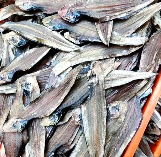 潮汕龍魚圖片大全