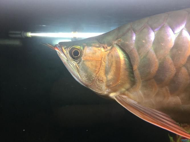紅龍魚多久發色正常圖片