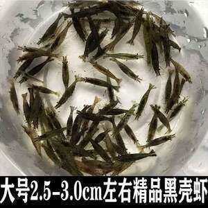 龍魚喂小魚和蝦哪個好一點:龍魚喂蝦比喂小魚更好一些, 龍魚百科 第2張 龍魚喂小魚和蝦哪個好一點:龍魚喂蝦比喂小魚更好一些, 龍魚喂小魚和蝦哪個好一點:龍魚喂蝦比喂小魚更好一些, 龍魚百科 第2張