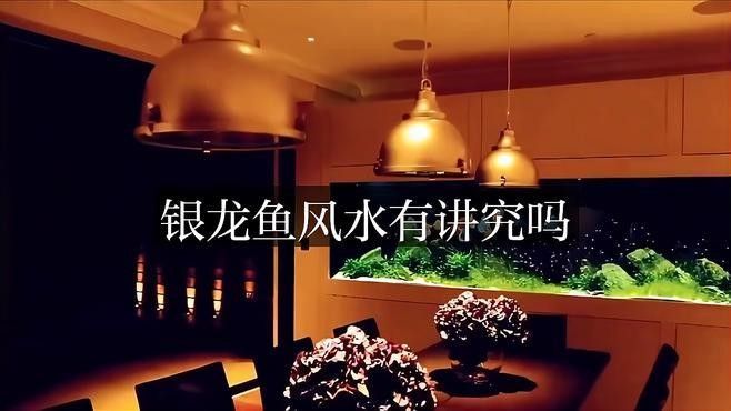 銀龍魚混養幾條好看 銀龍魚混養幾條好看 龍魚百科 第2張