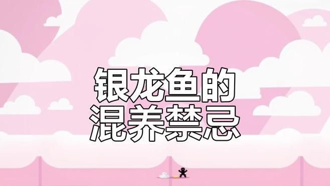 銀龍魚混養幾條好看 銀龍魚混養幾條好看 龍魚百科 第4張