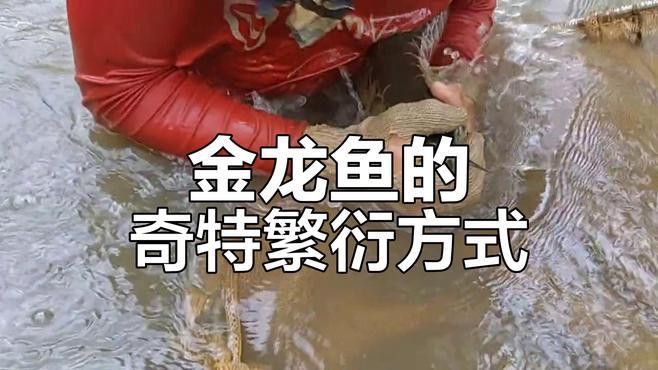 如何判斷金龍魚是否懷孕？ 如何判斷金龍魚是否懷孕？ 龍魚百科 第6張