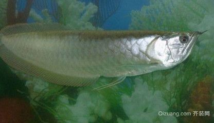 養(yǎng)銀龍魚水溫控制在多少度最合適：養(yǎng)銀龍魚水溫控制在多少度最合適養(yǎng)銀龍魚水溫控制在多少度最合適 養(yǎng)銀龍魚水溫控制在多少度最合適：養(yǎng)銀龍魚水溫控制在多少度最合適養(yǎng)銀龍魚水溫控制在多少度最合適 龍魚百科 第2張