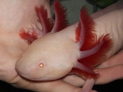 紅眼恐龍魚怎么養：養殖紅眼恐龍魚需要注意哪些問題