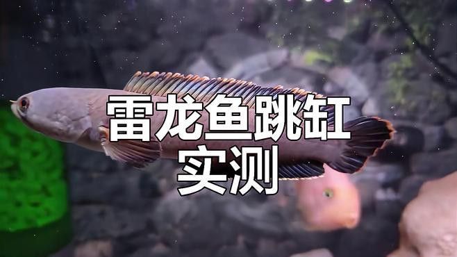 彩虹雷龍繁殖后如何護理？ 彩虹雷龍繁殖后如何護理？ 龍魚百科 第5張