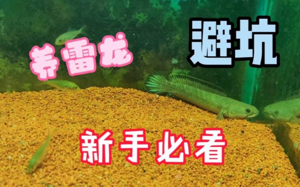彩虹雷龍繁殖后如何護理？ 彩虹雷龍繁殖后如何護理？ 龍魚百科 第6張