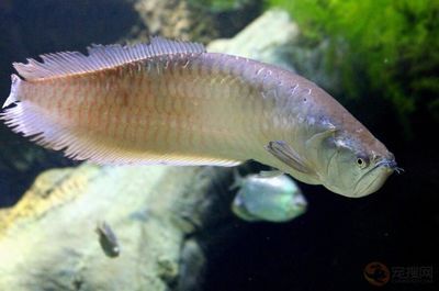 養銀龍魚水溫是多少度合適呢：養銀龍魚水溫多少度合適