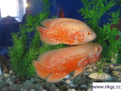 養銀龍魚水溫是多少度合適呢：養銀龍魚水溫多少度合適