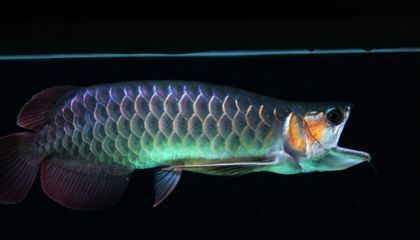 龍魚一驚一乍的;什么原因：龍魚一驚一乍的行為可能是由多種因素引起的