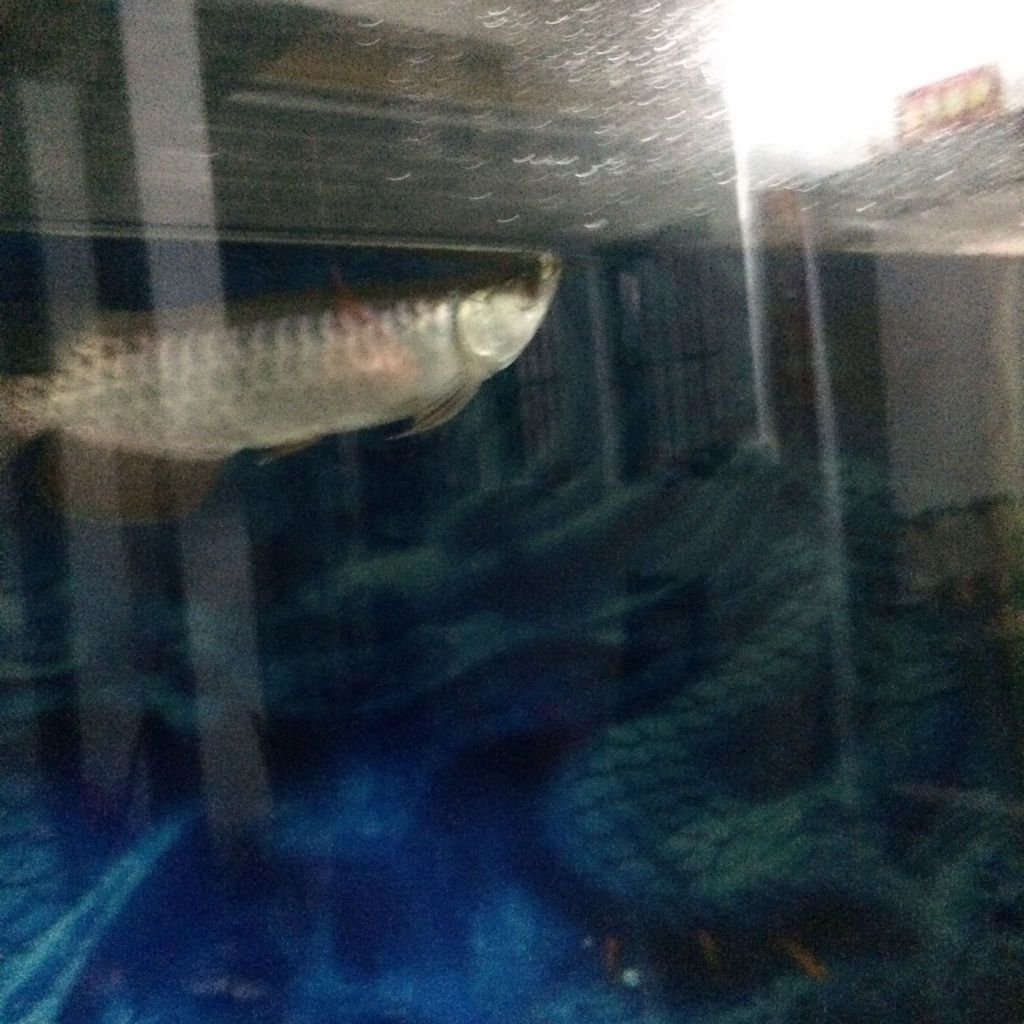 金龍魚魚頭起泡怎么辦：金龍魚頭起泡怎么辦 金龍魚魚頭起泡怎么辦：金龍魚頭起泡怎么辦 龍魚百科 第3張