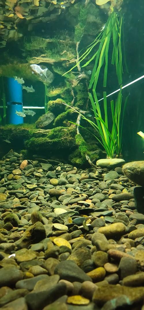 龍魚缸造景需要造景嗎圖片欣賞 龍魚缸造景需要造景嗎圖片欣賞 龍魚百科 第2張