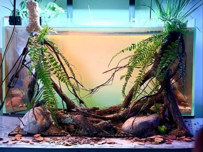 龍魚缸造景需要造景嗎圖片欣賞 龍魚缸造景需要造景嗎圖片欣賞 龍魚百科 第17張