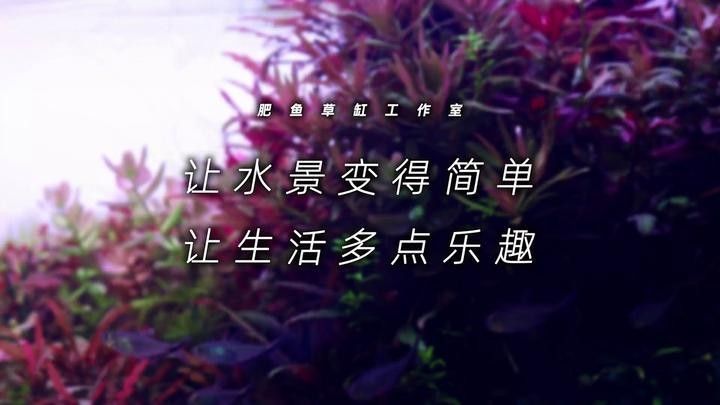 龍魚缸造景需要造景嗎圖片欣賞 龍魚缸造景需要造景嗎圖片欣賞 龍魚百科 第23張