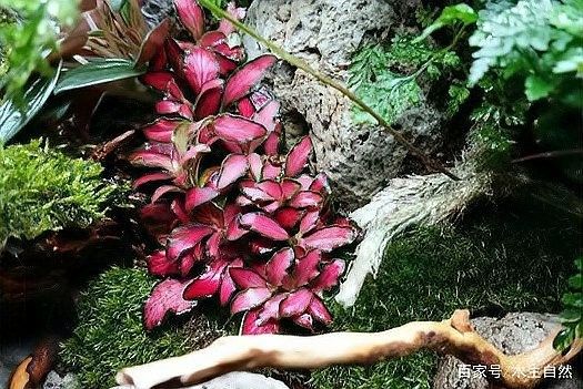 龍魚缸造景需要造景嗎圖片欣賞 龍魚缸造景需要造景嗎圖片欣賞 龍魚百科 第30張