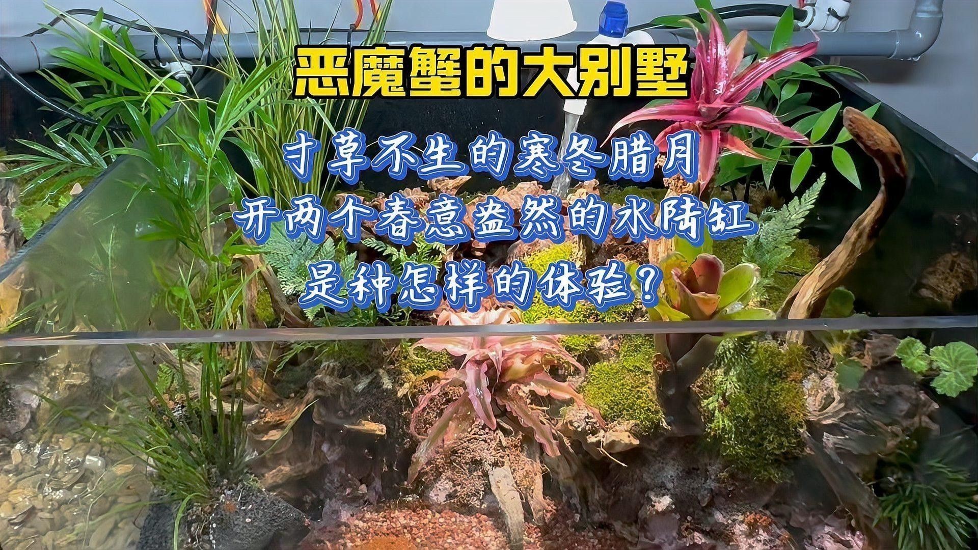 龍魚缸造景需要造景嗎圖片欣賞 龍魚缸造景需要造景嗎圖片欣賞 龍魚百科 第28張