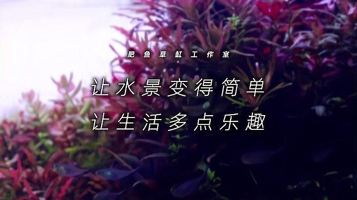 龍魚缸造景需要造景嗎圖片欣賞 龍魚缸造景需要造景嗎圖片欣賞 龍魚百科 第26張