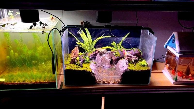 龍魚缸造景需要造景嗎圖片欣賞 龍魚缸造景需要造景嗎圖片欣賞 龍魚百科 第31張